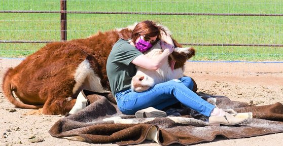 미국에서는 소와 포옹하기 프로그램이 인기를 끌고 있다. /인스타그램 캡처