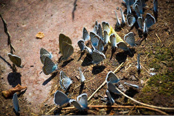 공동의 목표를 향해 뭉친다는 것.  마치 나비들이 날기 위해 한자리에 모여 훈련을 하는 것처럼 우리도 한자리에 모여 커뮤니티를 만들었다.  그것은 훨훨 날아오르기 위한 준비 작업이었다. /pixabay