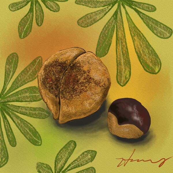 나도밤나무처럼 단단하고 야무지게 인생의 가을을 마주하고 싶다. /그림=홍미옥, 갤럭시노트20