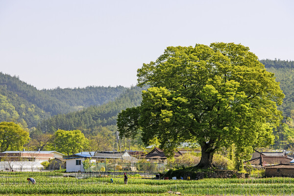 시골 마을에는 늘 마을을 지키는 커다란 나무가 있다. /게티이미지뱅크