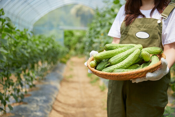 농산물은 유통구조가 복잡하여 각 단계마다 마진이 형성되고, 대기업 중심으로 식품 사업이 돌아가고 있는데 농민들이 농산물을 싸게 내놓지 않는다고 의심을 받으니 안타깝다. 이런 상황을 아는데도 귀농해서 농사를 짓겠다고? 사람들이 말리는 이유가 있다. /게티이미지뱅크