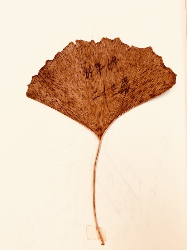 지나간 주말 먼지가 잔뜩 쌓인 책장을 정리하며, 내 나이 스물세 살(1984년 6월 시점) 미완의 청년이 단풍잎 한 장 붙여 두고 멈춘 일기장을 놀랍게도 발견했지요. /사진=최익준