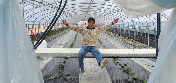 벼농사를 짓던 논에 추수가 끝난 뒤 하우스 세 동을 짓고 그중 2개 동에 호박 모종을 심었다. /사진=정진권