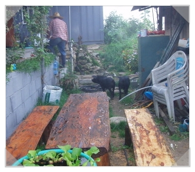 좁은 마당에 우선 쉬었다 가는 벤치를 만들고 나중엔 칸막이도 설치해 바람을 막았다. 온갖 동물들이 주인을 따라다니며 아침밥 달라고 아우성 중이다. /사진=송미옥