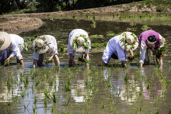 마을의 형님이나 형수님들은 우리에 대해서 모르는 것이 없다. 나와 아내의 일거수일투족은 숨길 수도 없는데 내가 짓는 논에 대해서도 애를 태운다. 모내기 /게티이미지뱅크