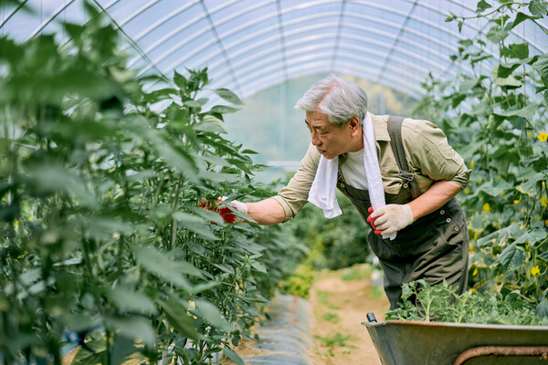 우리 고향은 북향이라서 겨울에 동네도 그러하지만, 고향 집은 무척 추웠다. 겨울에는 시골에서 할 일이 없고 고향 집이 무척 춥다는 아내의 얘기를 듣고 친구는 아내에게 하우스 농사를 하면 겨울에도 일이 있고 따뜻하다고 권했다. /게티이미지뱅크