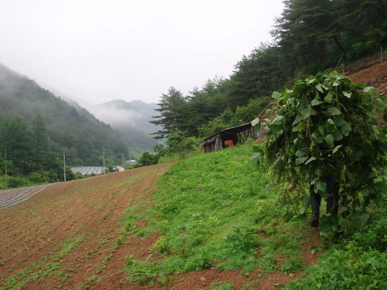 우리가 산으로 들어간다고 하자 지인들이 돼지 한 쌍, 염소 한 쌍, 개 한 쌍을 선물로 주었다. 남편은 동물들을 자식처럼 챙겼다. 새벽마다 칡덩굴을 걷어 지게에 지고 돼지우리로 향하는 남편. /사진=송미옥