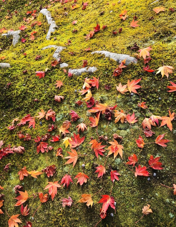추풍낙엽(秋風落葉)을 '저벅저벅' 밟으니 경쟁의 훈장과 유행의 계급장을 좇아 숨 가쁘게 달려온 내 청춘 무거운 어깨가 새벽비에 부러져 내려앉은 단풍잎처럼 장렬하고 쓸쓸합니다. /사진=최익준