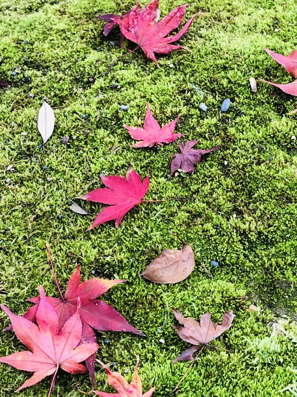 낙엽은, 결국 봄꽃을 피우기 위하여 흙 속 영양분을 채우는 거름이며, 장렬한 가을의 낙엽과 화사한 봄꽃은 비움과 채움의 당연한 순환과정임을 노자 형 당신께서 한 수 가르쳐 주셨습니다. /사진=최익준 