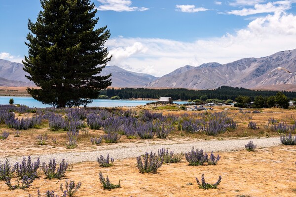 테카포 호수 /게티이미지뱅크