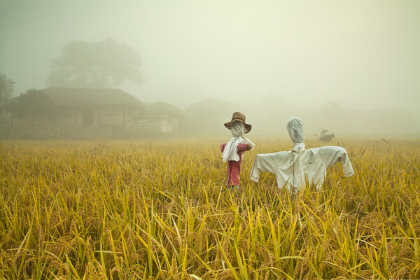 쌀이 남아 도는 것이 문제가 아니라 쌀을 생산하면 이익이 남지 않는 것이 문제다. /게티이미지뱅크