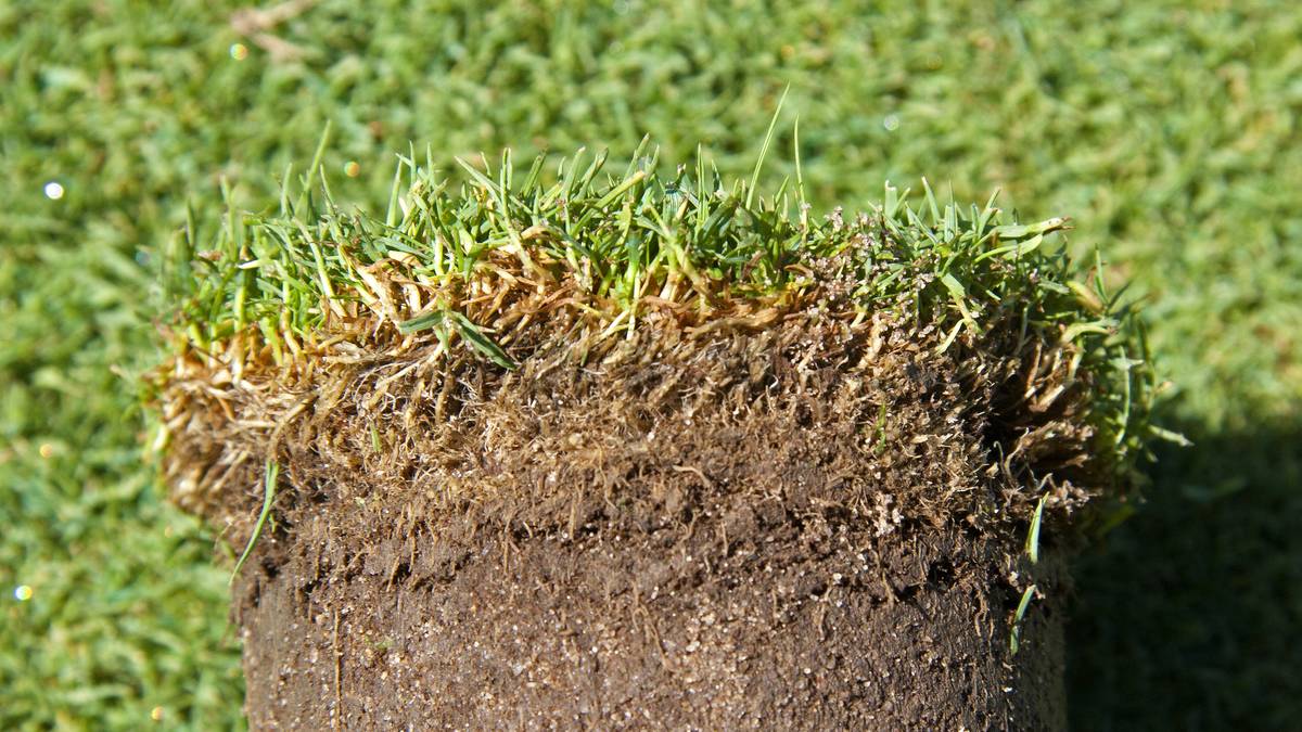 오상준 칼럼] 잔디가 푹신푹신하다고?···골프장의 동맥경화 현상 < 오상준의 마이골프레시피 < 칼럼 < 오피니언 < 기사본문 -  여성경제신문