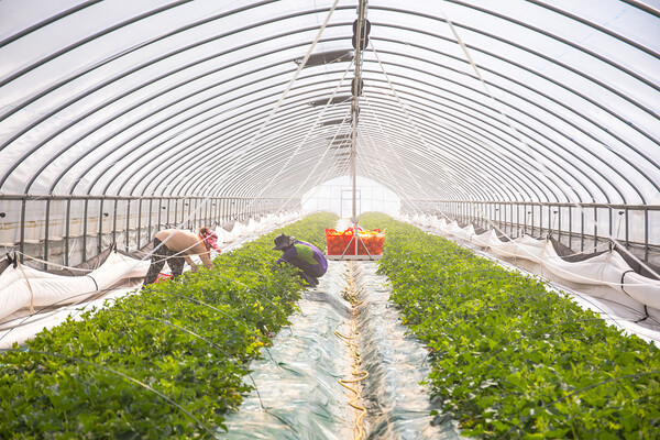 아내는 하우스 농사를 짓기 위해 친구의 하우스에 가서 배우기를 서슴지 않았다. 하우스 농사를 짓고 있는 농부 /게티이미지뱅크