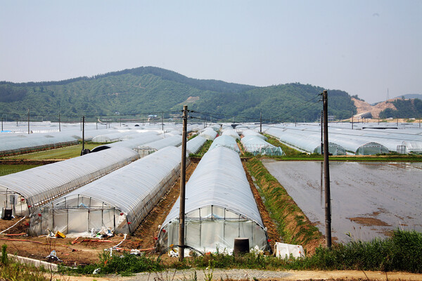 대부분의 시골 농부들이 그러하듯 친구도 벼농사와 하우스 재배를 다 하고 있었다. 친구는 아내에게 추운 겨울을 나려면 하우스 농사가 필요하다고 권했고 아내도 그것을 받아들였다. 농촌 들판을 메운 하우스들 /게티이미지뱅크