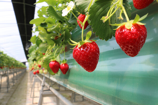 나를 돕고자 설계하고 권했던 하우스를 지을 때 정작 친구의 모습은 보이지 않았다. 그런데 ‘쥬키니’라는 호박 모종을 심으면서 친구는 병든 몸을 끌고 와서는 여러 가지로 참다운 멘토를 해 주었다. 딸기를 재배 중인 비닐하우스 /게티이미지뱅크
