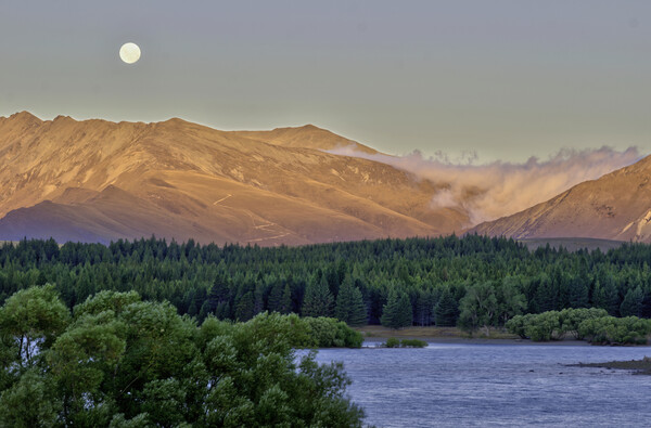 내 친구 비의 '밍기뉴(다음 생 나무)'가 있는 뉴질랜드 테카포 호수 /게티이미지뱅크