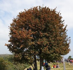 아차산 4보루 팥배나무 / 사진 박재희