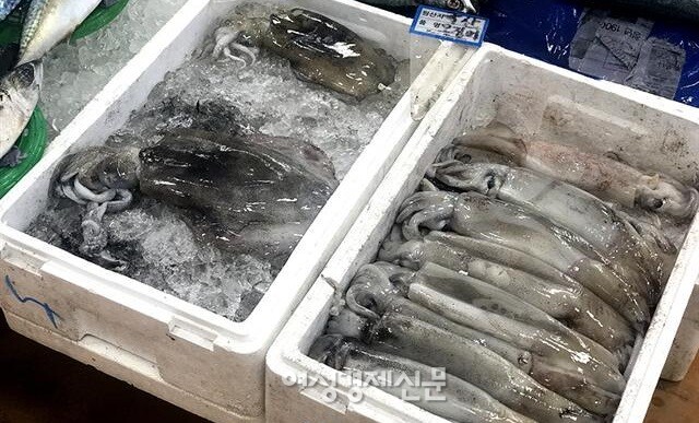 노량진수산시장 공판장에 오징어가 진열되어 있다. /여성경제신문DB