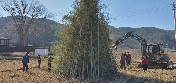마을 앞 빈 논에다 마을 사람들이 달집을 만들고 있다. /사진=정진권