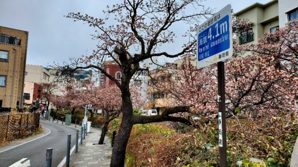 아타미자쿠라. 1월 중순경 사진이다. 반 정도 피었다. /사진=양은심