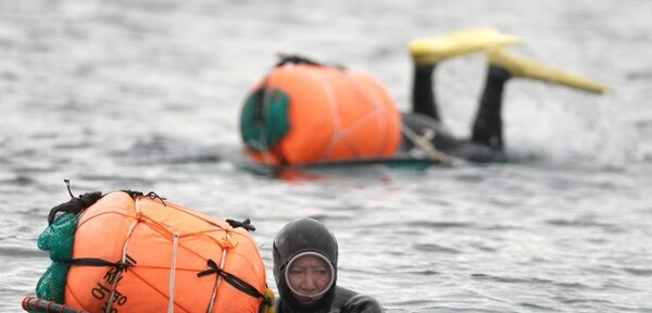제주 서귀포시 남원읍 하례리 어촌계 해녀들이 쇠소깍 앞바다에서 소라 등을 캐고 있다. /연합뉴스