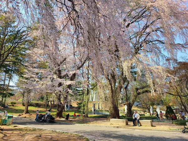 수려하고 풍성한 자태로 사랑받는 국립현충원의 수양벚꽃 /사진=최희은