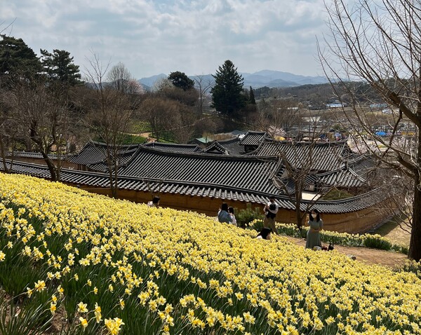 3월말 즈음엔 충남서산 수선화축제가 열린다. /사진=홍영희