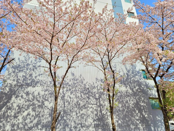 동네 어귀 담벼락에도 활짝 핀 봄, 절로 미소가 나온다. /사진=홍미옥