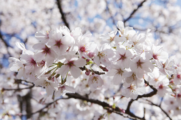 찬란한 봄의 전령 꽃 / 사진=게티이미지