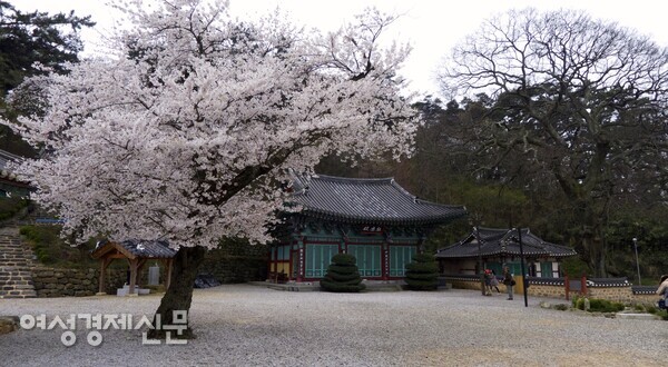 망해사 절집 마당의 벚나무 /사진=박재희