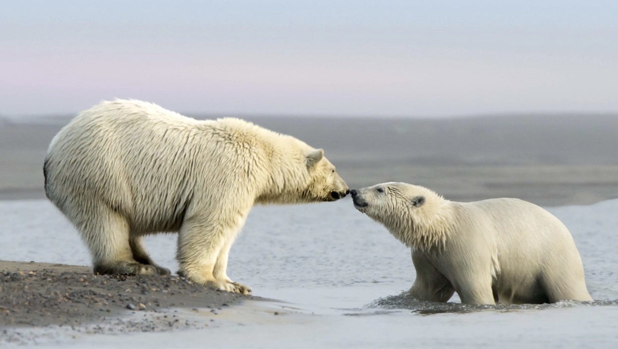 알래스카에 서식 중인 흰색 북금곰 커플 /AP=연합뉴스