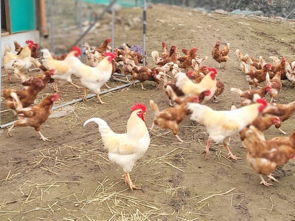 닭들이 농장 마당에서 산책하고 있다. 신기하게도 닭 특유의 냄새가 없어 안을 수 있다. /사진=김성주