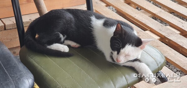 의자에 앉아 낮잠에 빠져 있는 내 친구 홍시 /사진=정진권