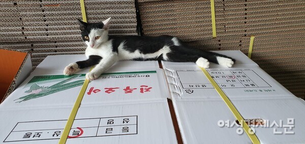 홍시는 차츰 나와 아내에게 익숙해져서 먹이를 먹고는 3m 높이의 박스를 타고 올라가서 맨 꼭대기에서 아래를 내려다보며 지냈다. /사진=정진권