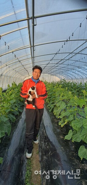 쥐를 잡으라고 들인 홍시는 하우스 안에서 풀을 뜯어먹기도 했다. /사진=정진권