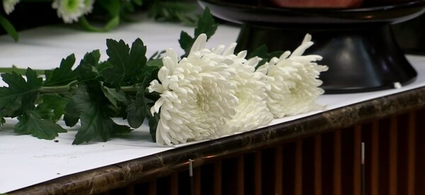 국화꽃 /연합뉴스