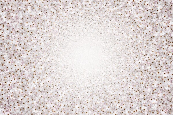 핑크(pink)빛 파란만장한 봄을 당신에게 보냅니다. 부디 받아 주세요. /픽사베이