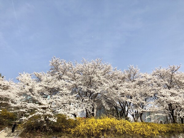 한강으로 흘러가는 탄천 길 따라 찬란한 벚꽃들의 군무를 사열하듯 걸어가는 내 걸음과 심박수도 물소리 따라 한 바퀴 지구를 품고 우주로 날아갈 듯 춤추는 봄의 전령 나비가 되어 팔랑팔랑 흘러갑니다. /사진=최익준