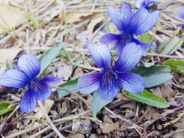 바람길 따라 '놀멍 쉬멍' 걷다가 제주의 섭지코지 양지바른 곳에 살포시 피어난 제비꽃을 발견하곤 하얀 이빨 드러내 환하게 웃으며 내 이웃과 세상의 상처를 아름답고 사려 깊게 치유할 꿈과 힘을 얻어 냈지요. /사진=최익준