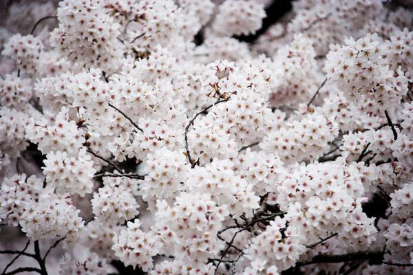 저격수처럼 창틈으로 들어온 바깥 공기는 더 이상 시리지 않은 내 등짝을 스치며 순식간에 벚꽃이 피어나게 하여 당신과 나의 봄은 기어이 다시 오고야 말았습니다. /게티이미지뱅크