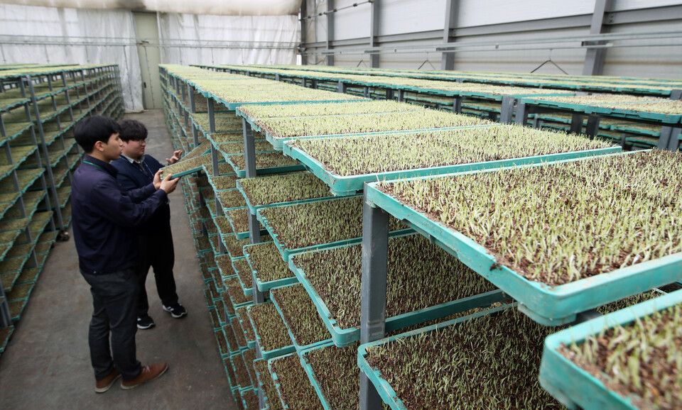 윤석열 대통령은 4일 초과 생산된 쌀을 정부가 의무 매입하도록 하는 양곡관리법 개정안에 대해 법률안 거부권(재의요구권)을 행사했다. 사진은 지난달 24일 전남 나주시 노안농협 육묘장에서 직원들이 모판에서 발화한 볏모를 살펴보고 있다. /연합뉴스