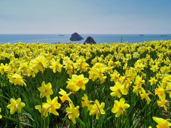 추운 겨울을 이겨낸 수선화가 봄을 알린다. /게티이미지뱅크