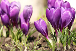 사프란꽃 /게티이미지뱅크