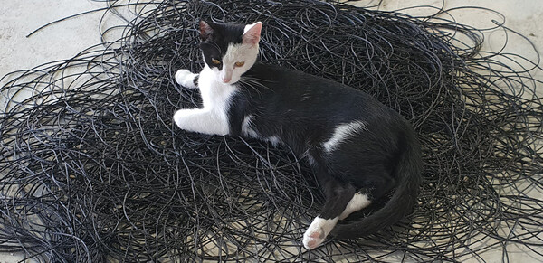 얽힌 줄 위에 앉아 있는 홍시. 홍시와 우리 가족의 인연은 길지 않았다. /사진=정진권