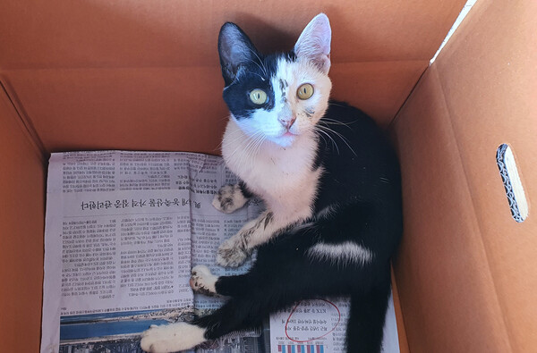 홍시의 방. 홍시는 우리 부부의 저녁식사 자리를 지키다가 식사가 끝난 뒤 '홍시야, 잘 자'라고 하면 곧장 자기 방으로 직행했다. /사진=정진권