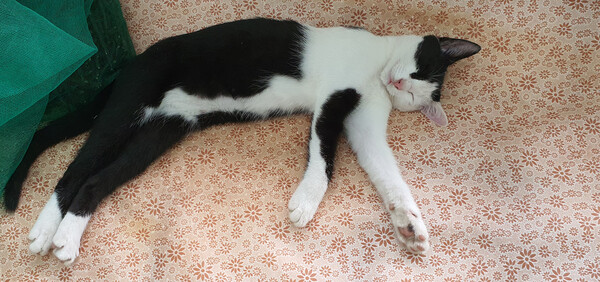 고양이는 야행성 동물이라 낮에는 자고 밤에 주로 먹이 활동을 하는 편이다. 그런데 홍시는 낮에도 졸고 밤에도 잘 잤다. /사진=정진권