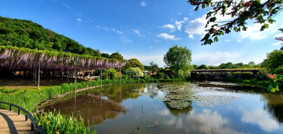 4월 중순부터 5월 중순까지 등나무꽃 축제가 열리는 '아시카가 플라워파크(あしかがフラワーパーク)' 전경 /사진=양은심