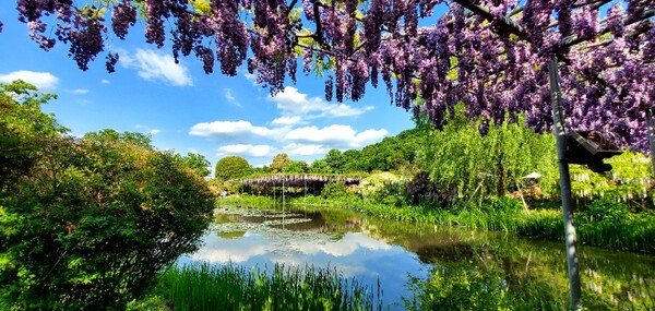 등나무꽃 아래서 바라본 '아시카가 플라워파크'의 연못 /사진=양은심