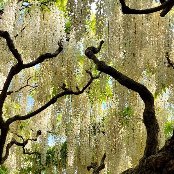 '아시카가 플라워파크'의 흰색 등나무꽃 /사진=양은심