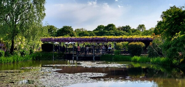 연못 쪽에서 바라본 겹꽃 등나무 터널 /사진=양은심